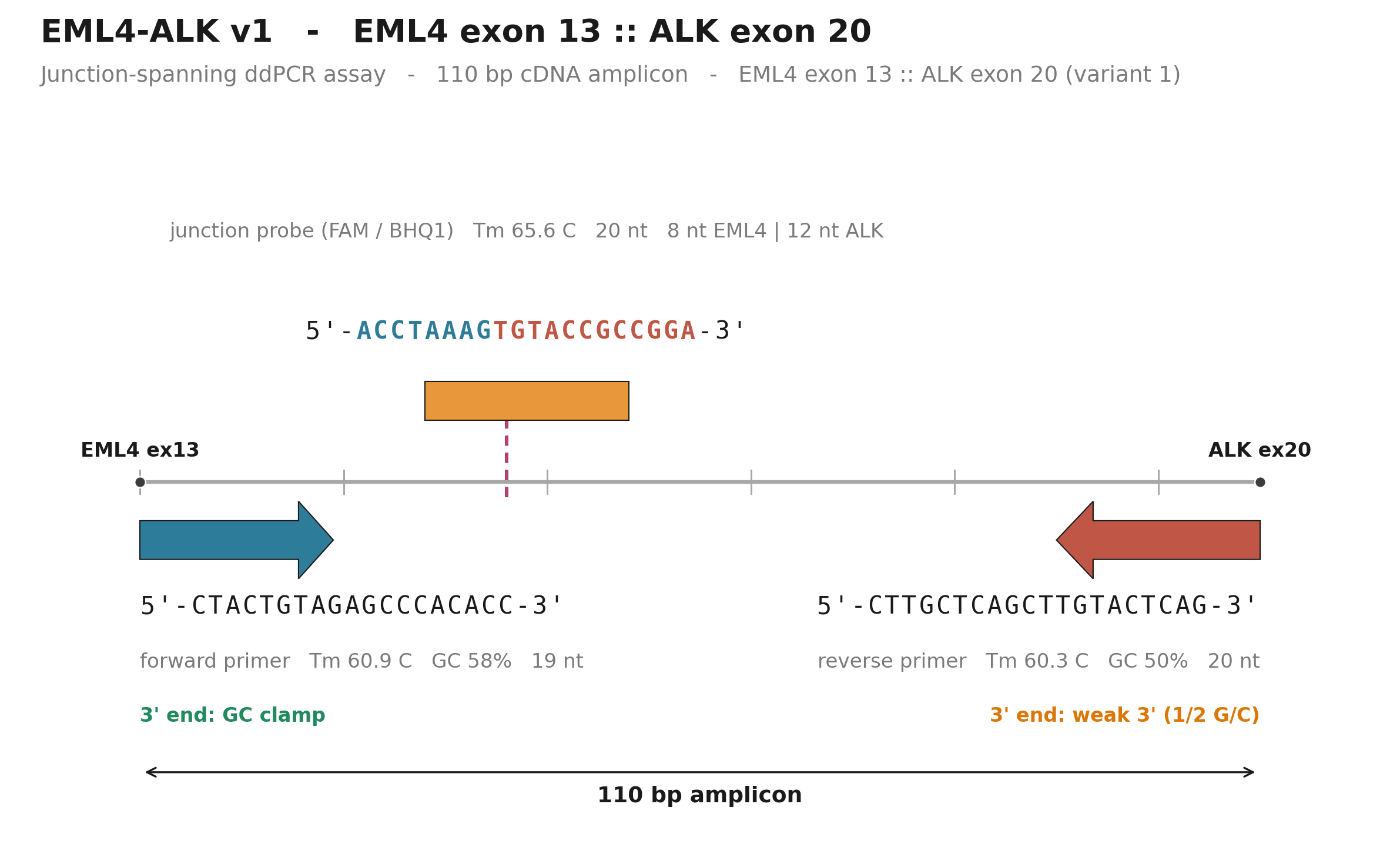 EML4-ALK v1 junction-spanning probe schematic