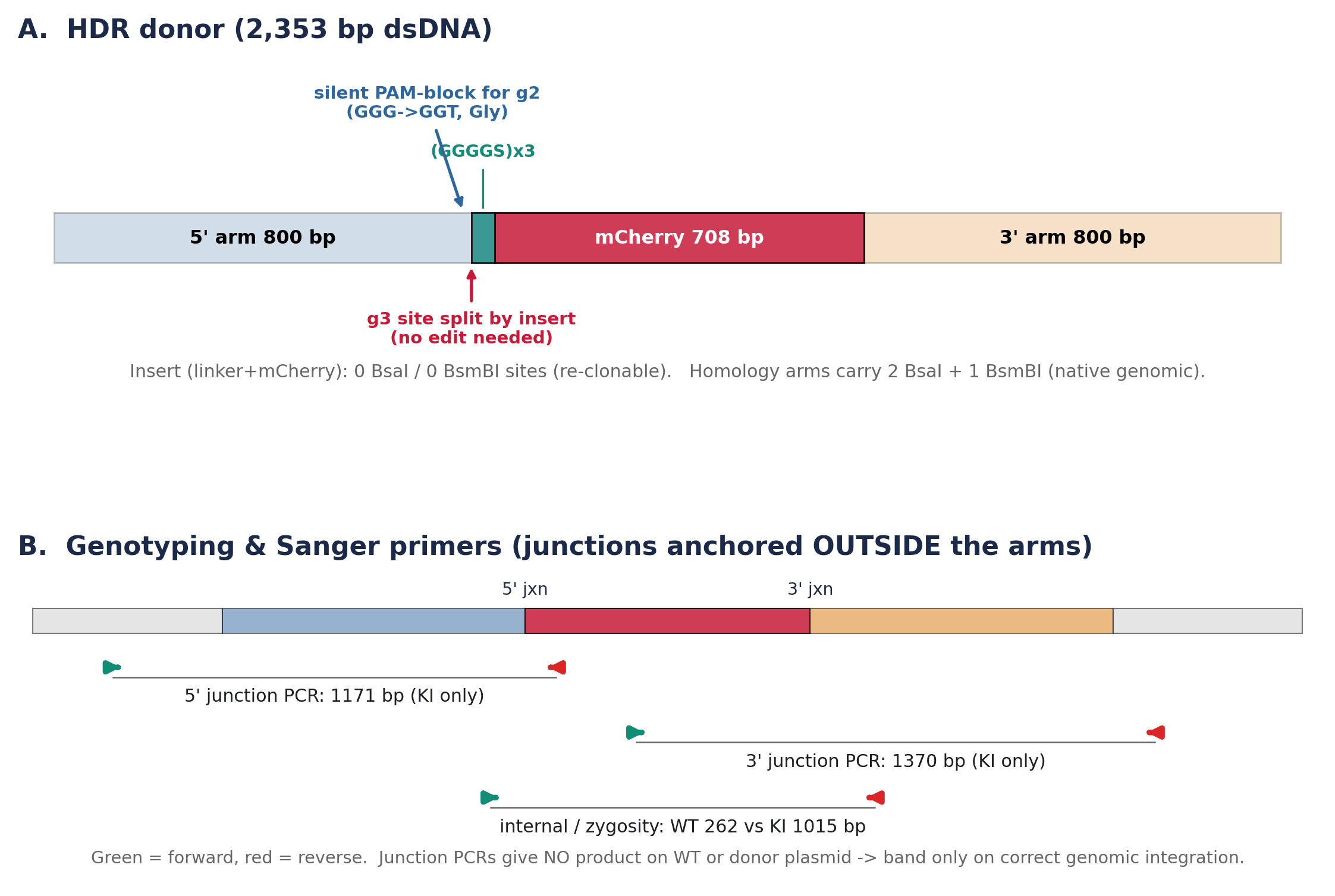 HDR donor architecture and genotyping primer placement